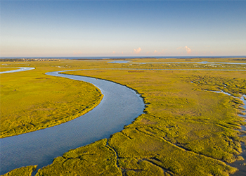 Clean water in a marsh due to new hazardous substances regulations keeping it clean